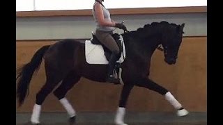 2010 Hanoverian dressage gelding 3rd level wwwsporthorsesonlinecom [upl. by Ecneps]