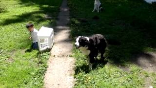 Border Collie Herding Toddler [upl. by Spike]