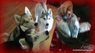 Husky Puppies FIRST Christmas 🎄 Dogs Opening Christmas Presents [upl. by Aicened239]