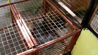 Macaque attack in Perlis Snake Farm [upl. by Adnoved]