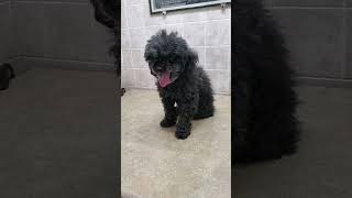 Teacup Poodle Before amp After grooming transformation video dog grooming [upl. by Leiser94]