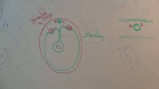 Year 3  Module B  Development of Adrenal glands [upl. by Castle]