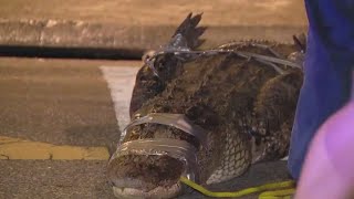 Massive alligator puts up a fight while being wrangled in Florida neighborhood [upl. by Arised]