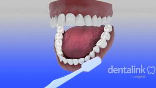 TÉCNICA CORRECTA de cepillado de dientes  Video 3D paso a paso [upl. by Ybor]