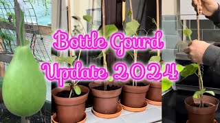 Bottle Gourd update 2024  Shoker Bagan 2024  বাংলা লাউয়ের চারার যত্ন [upl. by Suraved]