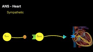 Autonomic innervation of the heart [upl. by Gracie]