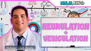 Embryology  Neurulation Vesiculation Neural Crest Cell Migration [upl. by Daniel300]