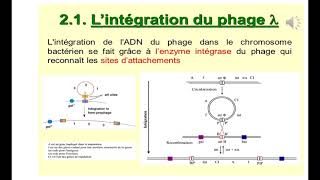 Génétique moléculaire  Recombinaison à site spécifique [upl. by Ddal517]