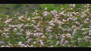 Neelakurinji blooming and the Munnar hills [upl. by Heloise290]