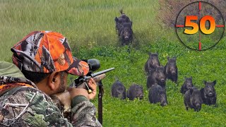 TOP 50 WILD BOAR SHOTS MOST EXCITING HUNTING SCENES hunting hog [upl. by Carrillo]