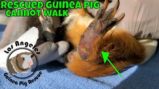 Guinea Pig with Four Swollen Feet Cannot Walk Surrendered [upl. by Apps]