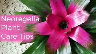 Neoregelia Plant Care Tips The Bromeliad With The Striking Foliage  Joy Us Garden [upl. by Latoniah538]