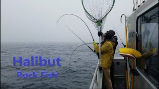 Halibut Fishing on quotThe Big Swedequot Homer Alaska  Rock Fish  Alaska Part 3 Day 10 [upl. by Zachery]