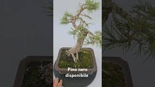 Kikka di pino nero in vaso bonsai spedizione in tutta Europa bonsai japan [upl. by Giefer]