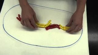 Lab 9 part 2  Mitosis bead demonstration [upl. by Anjanette]