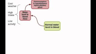 Human homeostasis Part 2  regulation of water and salts [upl. by Celestine]