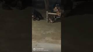 Tibetan mastiff dog is a very dangerous and attitude status [upl. by Annoyed]