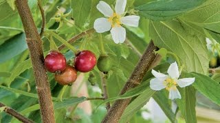 Growing the Strawberry Tree Muntingia calabura [upl. by Aihsal]