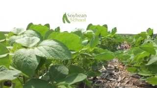 Soybean School West All About Row Spacing [upl. by Soloman]