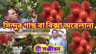 সিন্দুর গাছ বা বিক্সা অরেলানাBixa Orellana Or Lipstick TreeShree Sanjiban [upl. by Darda]