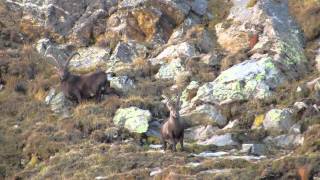 Caccia allo Stambecco in val Calanca Ibex Hunting [upl. by Forras]