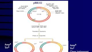GENETIQUE Vecteurs de Clonage [upl. by Narcis]