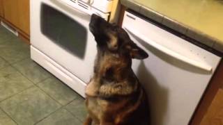 Funny Howling German Shepherd [upl. by Adelaja696]