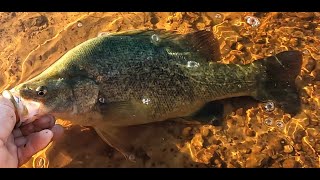 Rocklands wall easy landbased yellowbelly and redfin on bait [upl. by Akciret]