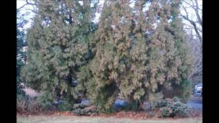 Growing Cryptomeria japonica Yoshino in Shade [upl. by Ytomit]