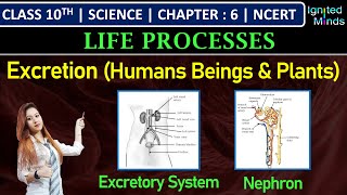 Class 10th Science  Excretion Human Beings amp Plants  Chapter 6  Life Processes  NCERT [upl. by Sousa]