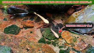 AKHIRNYA Dapat Channa Limbata Golden Langka  Mancing Ikan Channa Limbata Golden Disungai [upl. by Keller]