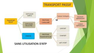 Transport membranaire de A à Z [upl. by Liamaj]