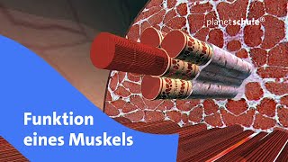 So funktioniert ein Muskel  Planet Schule [upl. by Carri177]