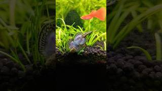 Hillstream Loach Care Tips [upl. by Affay]