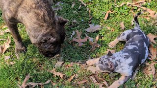 Cane Corso disciplines Bully puppy [upl. by Nafets429]