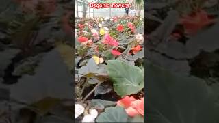 Begonia flowers see the results after months trendingshorts darjeelingteagarden begoniaspecies [upl. by Lopez]