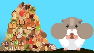 How Hamsters Can Stuff So Much Food In Their Cheeks [upl. by Ehtyaf]