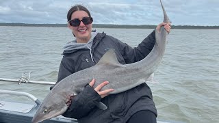 GIANT WESTERNPORT GUMMY SHARK  OUT DONE BY MY MISSES [upl. by Airasor]