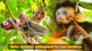 The baby monkey was abandoned by the mother monkey and was eventually kidnapped by the bad monkey [upl. by Virginia]