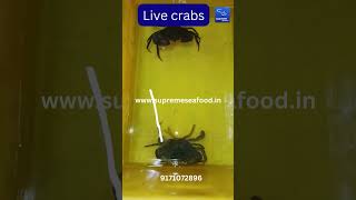 Live mud crabs home delivery in Chennai  How to buy crab  Online fish order  Online [upl. by Avigdor285]