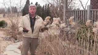 How To Prune Hydrangeas each Spring [upl. by Trinia]