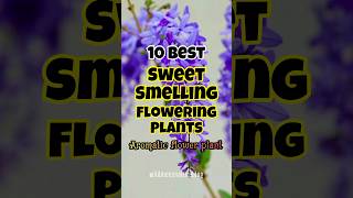 Best scented flower plants in india  sweet smelling flower plants short scentedflowers [upl. by Avot]