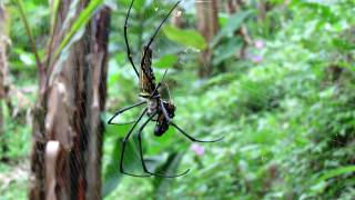 Giant spider eating lunch [upl. by Krahling]