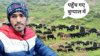 यहाँ 3 महीने रहेंगे ये सभी पालतू जानवर  Bugyal Lifestyle Vlog  Anoop Semwal [upl. by Corabelle685]