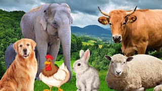 Farm Animal Sounds  Cow Sheep Cat Dog Chicken  Animal Moments [upl. by Ojoj]