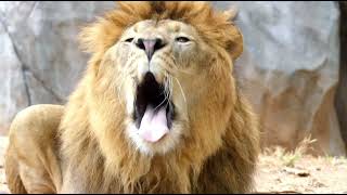 The Wild Life of Lions Majestic Kings of the Jungle with Beautiful Birdsong [upl. by Lednik98]