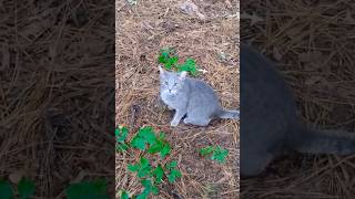 Aww Beautiful Gray Tabby Meows For Pets ❤️ shorts [upl. by Karlin]