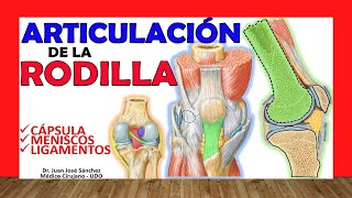 🥇 ARTICULACION DE LA RODILLA ¡Explicación Sencilla [upl. by Ahsoyem]