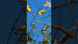 weaver attack boomslang [upl. by Selima]