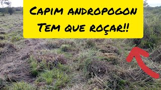 capim andropogon a importância de se roçar [upl. by Atnauqahs]